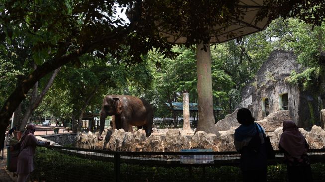 Warga melihat satwa saat berkunjung di Taman Margasatwa Ragunan, Jakarta, Minggu (13/9/2020).  [ANTARA FOTO/Indrianto Eko Suwarso]