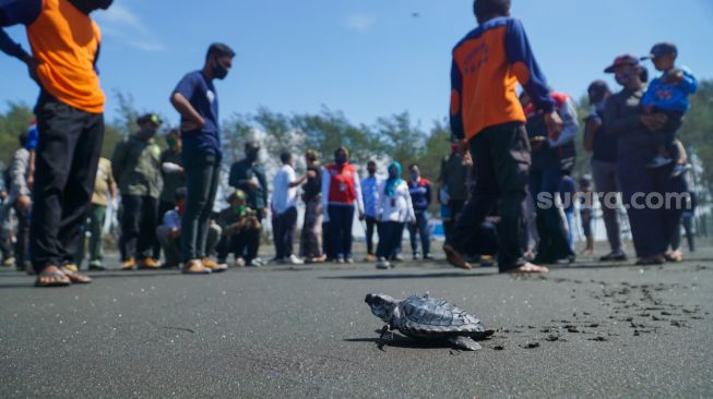 Jaga Ekosistem Laut, Ratusan Anak Penyu di Lepasliarkan di Pantai Cilacap