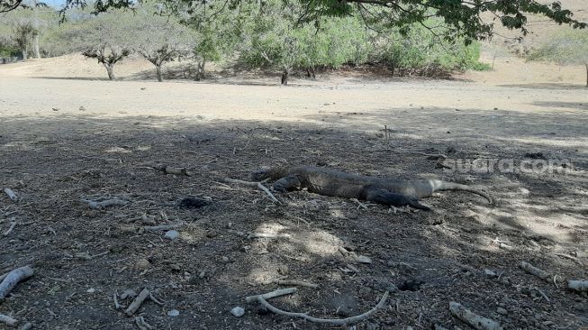 Dramatis, Seorang Ibu Lawan Komodo yang Gigit Anak Balitanya