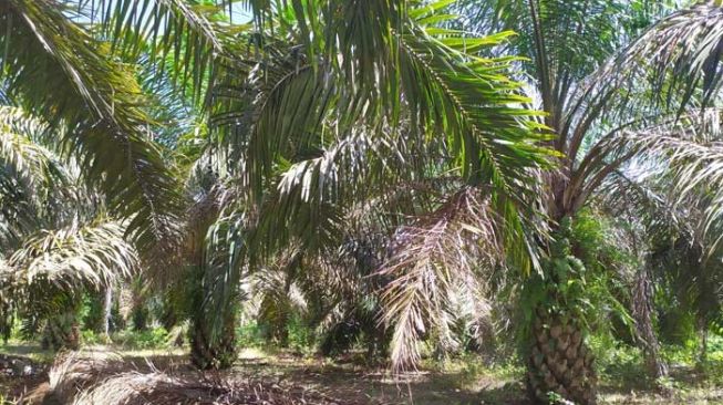 Kebun sawit viral Viral Kuli