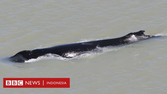 Tiga Ekor Paus Bungkuk Tersesat Masuk ke Sungai Penuh Buaya