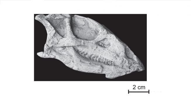 Changmiania liaoningensis. [Jurnal Peerj]