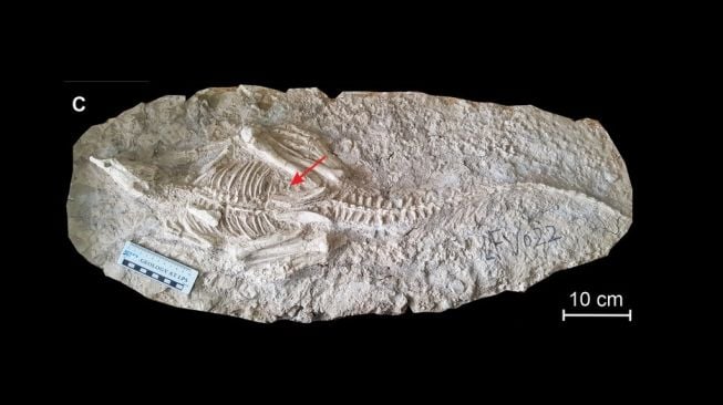 Changmiania liaoningensis. [Jurnal Peerj]