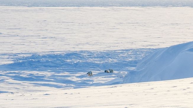 Arktik Rusia. [Handout/RUSSIAN ARCTIC NATIONAL PARK/AFP]