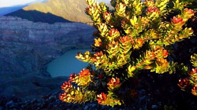 Akar panjang umur ialah tanaman yang banyak ditemui di gunung Dempo, Sumsel (suara.com/Tasmalinda)
