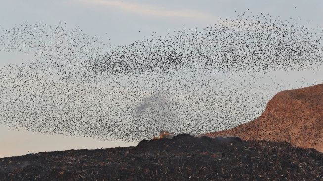 Ilustrasi burung migrasi. [Emmanuel Dunand/AFP]