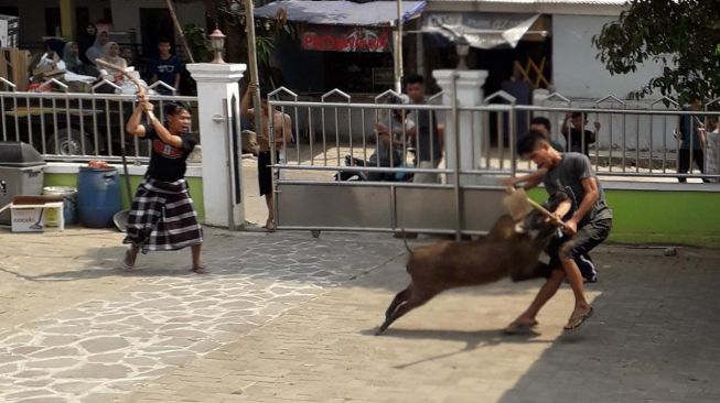 Kawanan Kera Liar dan Babi serang Pemukiman Warga Lebak Selatan