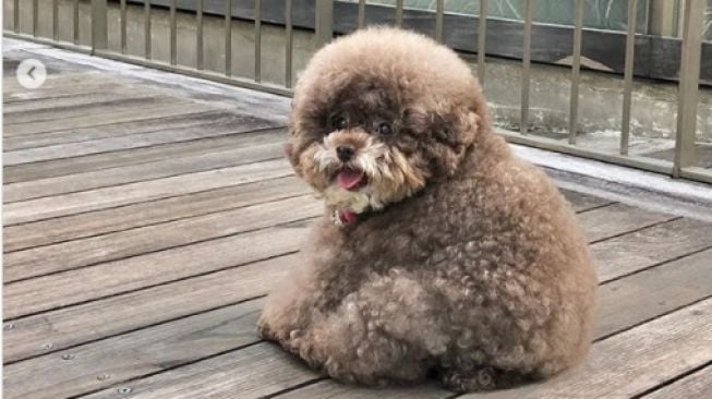 Viral Foto Anjing Pudel Mirip Ewok Star Wars, Kini Jadi Idola Baru