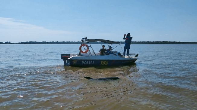 Lumba-lumba yang masuk ke muara Sungai Barito digiring polisi untuk kembali ke laut. [Foto: Polsek Aluh-aluh]