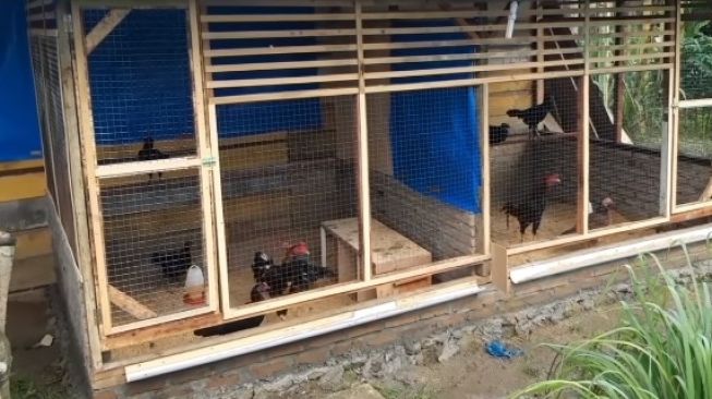 Anak SMA Threesome di Kandang Ayam  Belum Ena enak Baru 