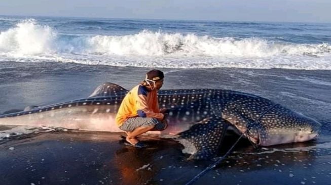 Hiu Paus Terdampar di Pantai Bayem, Warga Berusaha Mendorong Tapi Tak Kuat