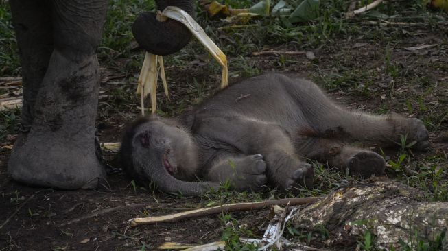 Seekor anak gajah sumatera bersama induknya berada di Pusat Latihan Gajah (PLG) Minas, Kabupaten Siak, Riau, Minggu (20/9/2020). Anak gajah Sumatera berkelamin betina dengan berat 81kg yang terlahir dari induknya bernama Nia pada Jumat (18/9/2020) lalu. (wahyudi)