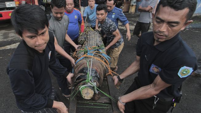 Petugas Balai Besar Konservasi Sumber Daya Alam (BBKSDA) Jawa Barat resort Cirebon mengevakuasi buaya muara (Crocodylus porosus) di Indramayu, Jawa Barat, Minggu (20/9/2020). [ANTARA FOTO/Dedhez Anggara]