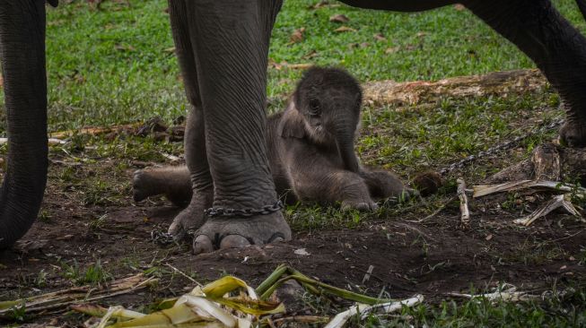 Seekor anak gajah sumatera bersama induknya berada di Pusat Latihan Gajah (PLG) Minas, Kabupaten Siak, Riau, Minggu (20/9/2020). Anak gajah Sumatera berkelamin betina dengan berat 81kg yang terlahir dari induknya bernama Nia pada Jumat (18/9/2020) lalu. (wahyudi)