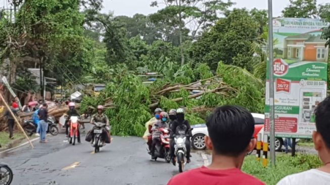 Badai Terjang Pandeglang, Pohon-pohon Tumbang, Banyak Rumah Hancur