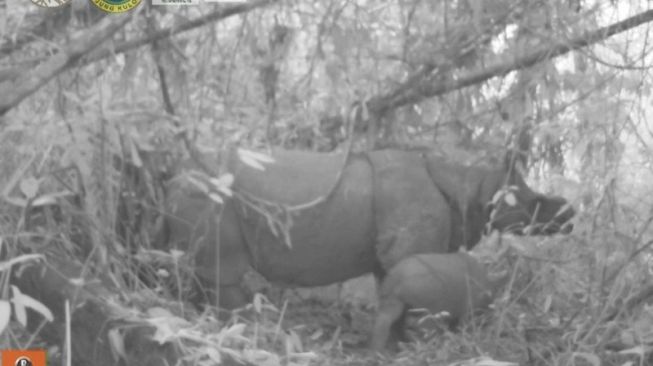 Selamat! Sepasang Anak Badak Jawa Lahir di Taman Nasional Ujung Kulon