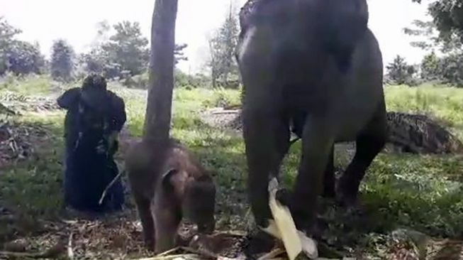 Alhamdulillah! Gajah Sumatera Korban Jerat Melahirkan di PLG Minas Riau