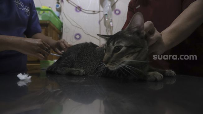 Petugas mempersiapkan operasi sterilisasi kucing di Klinik Hewan, kawasan Tebet, Jakarta Selatan, Senin (21/9/2020). [Suara.com/Angga Budhiyanto]