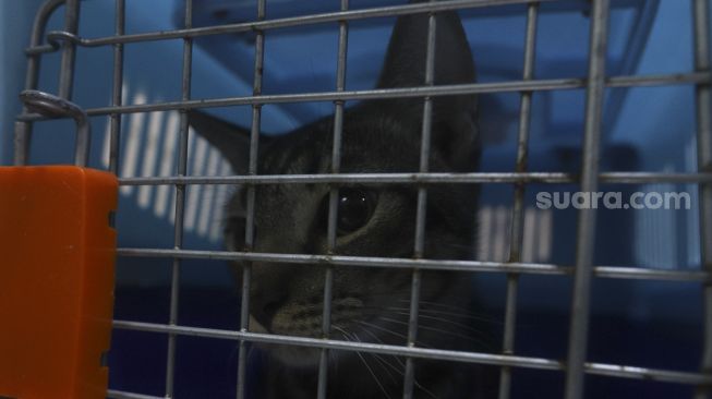 Seekor kucing berada dalam keranjang saat menunggu operasi sterilisasi kucing di Klinik Hewan, kawasan Tebet, Jakarta Selatan, Senin (21/9/2020). [Suara.com/Angga Budhiyanto]