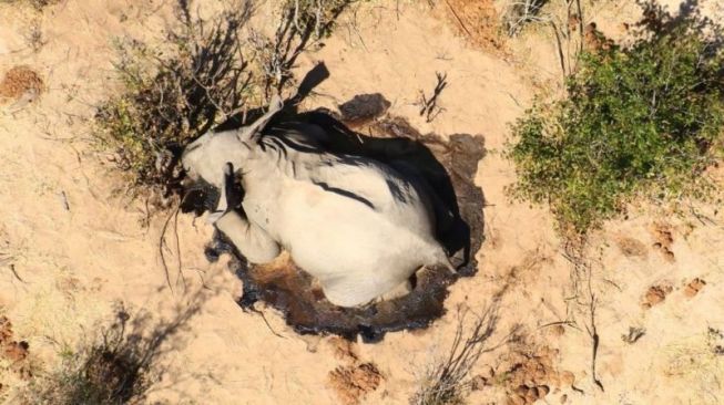 Misteri kematian ratusan gajah di Botswana. (BBC)