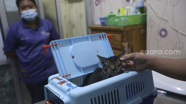 Petugas mempersiapkan operasi sterilisasi kucing di Klinik Hewan, kawasan Tebet, Jakarta Selatan, Senin (21/9/2020). [Suara.com/Angga Budhiyanto]