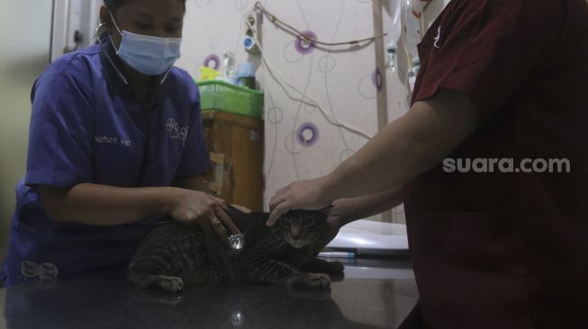 Petugas mempersiapkan operasi sterilisasi kucing di Klinik Hewan, kawasan Tebet, Jakarta Selatan, Senin (21/9/2020). [Suara.com/Angga Budhiyanto]