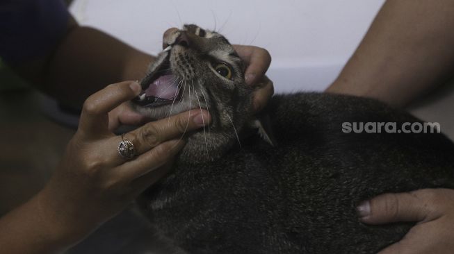 Sterilisasi Kucing dan Vaksinasi Gratis Sambut Hari Rabies Sedunia