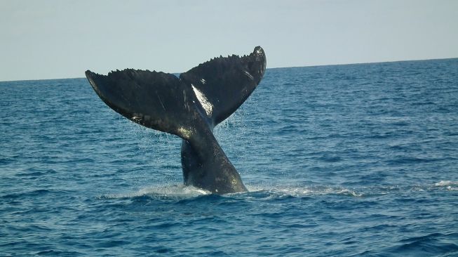 Ratusan Paus Pilot Terdampar di Pantai Tasmania, 25 Mati