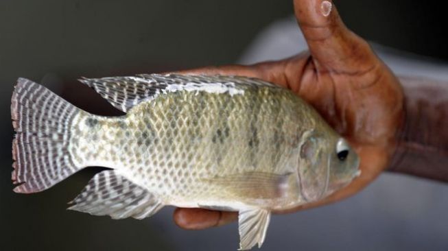 Indonesia Produsen Ikan Nila Terbesar di Dunia, Pemasok Utama dari Danau Toba