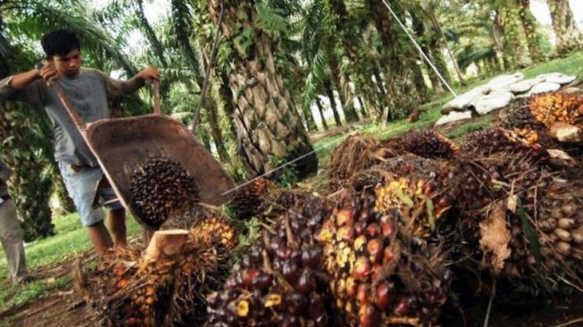 Petani memanen buah kelapa sawit di ladangnya, Nagari Tapakis, Padangpariaman, Sumbar. (ANTARA FOTO/Iggoy el Fitra)
