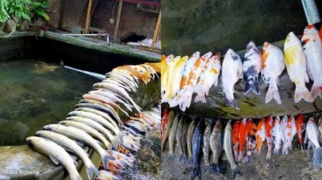 49+ Arti mimpi ke pasar beli ikan information