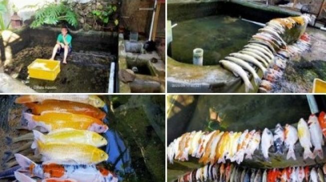 Bikin Nyesek! Puluhan Ikan Koi Mati Gegara Pemilik Lupa Nyalakan Pompa Air