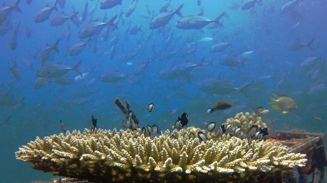 Terumbu karang di perairan Bangsring, Banyuwangi, Jawa Timur, Senin (21/9/2020). [ANTARA FOTO/Budi Candra Setya]

