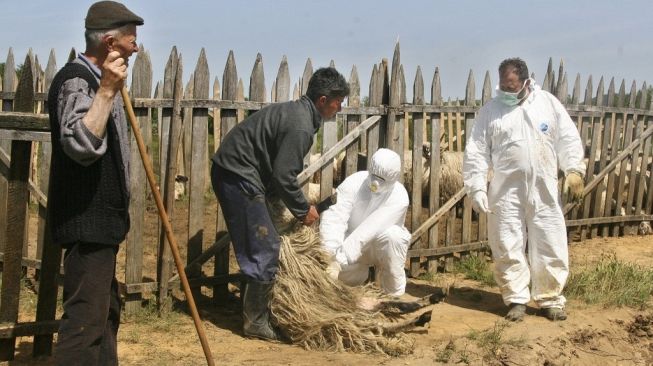 Ilustrasi bakteri Brucellosis. [Milan Radulovic/AFP]