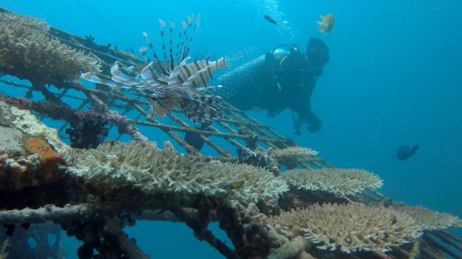 Petugas melakukan pengecekan terumbu karang di perairan Bangsring, Banyuwangi, Jawa Timur, Senin (21/9/2020).  [ANTARA FOTO/Budi Candra Setya]
