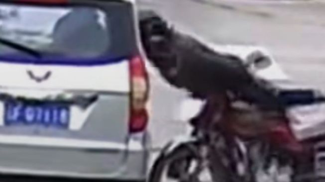 Viral Aksi Pemotor Tabrak Mobil, Endingnya Seperti Hilang Ingatan