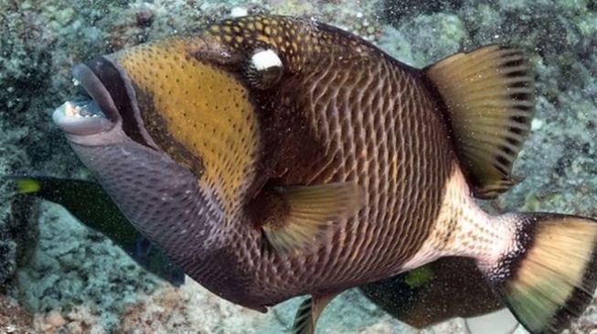 Dijuluki Titan Triggerfish, Ikan Ini Bisa Berburu hingga ke "Darat"