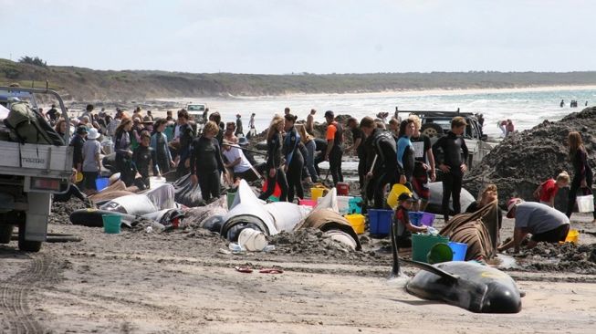 Penyelamatan ratusan paus terdampar di pulau Tasmania. [AFP/Tasmanian Department of Primary]