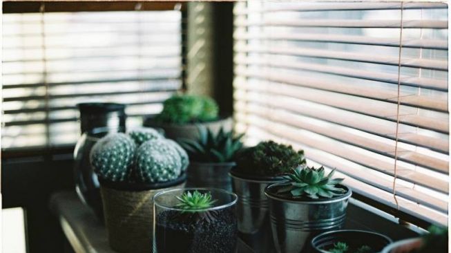 Tanaman Indoor Cantik yang Bisa Tumbuh Subur Tanpa Tanah