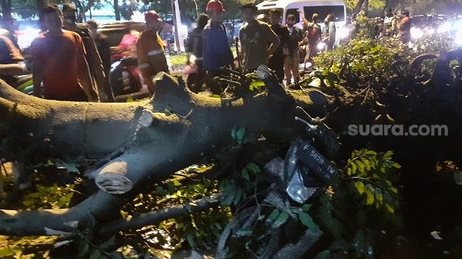 Motor Tertimpa Pohon, Ojol: Tolong Pak Bima, Motor untuk Cari Nafkah Rusak