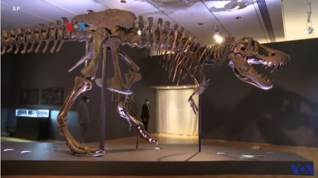 Tyrannosaurus rex atau T-Rex (VOA Indonesia)