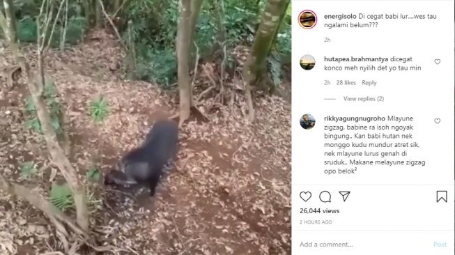 Video sekelompok pendaki panjat pohon karena diserang babi hutan. - (Instagram/@energisolo)