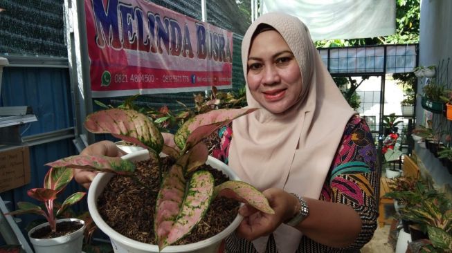 Koleksi Aglaonema Melinda