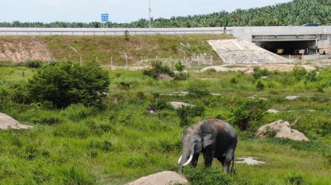 10 Hari Beroperasi, Jalur Lintasan Gajah Tol Pekanbaru-Dumai Masih Sepi