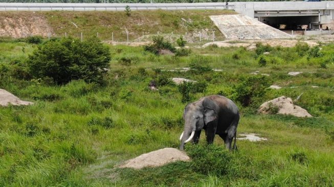 Gajah Liar Rusak Kebun Jagung Warga di Desa Taman Fajar Lampung Timur