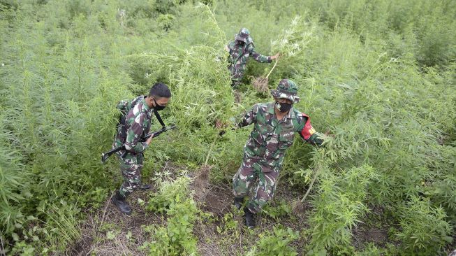 Personel TNI membantu Polri memusnahkan tanaman ganja (Cannabis sativa) di perbukitan Gunung Seulawah, Pemukiman Lamteuba, Kecamatan Seulimum, Kabupaten Aceh Besar, Aceh, Sabtu (26/9/2020). [ANTATARA FOTO/Ampelsa]