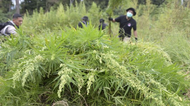 Personel Polri dibantu TNI memusnahkan tanaman ganja (Cannabis sativa) di perbukitan Gunung Seulawah, Pemukiman Lamteuba, Kecamatan Seulimum, Kabupaten Aceh Besar, Aceh, Sabtu (26/9/2020). [ANTATARA FOTO/Ampelsa]