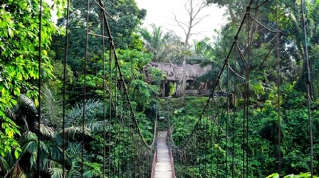 Jembatan Buluh Ekowisata Tangkahan, Sumatera Utara. (Dok : Shutterstock).