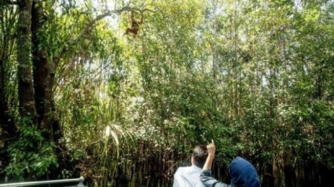 Di Tanjung Puting, Kalian Bisa Naik Kapal Sambil Bertemu Orang Utan