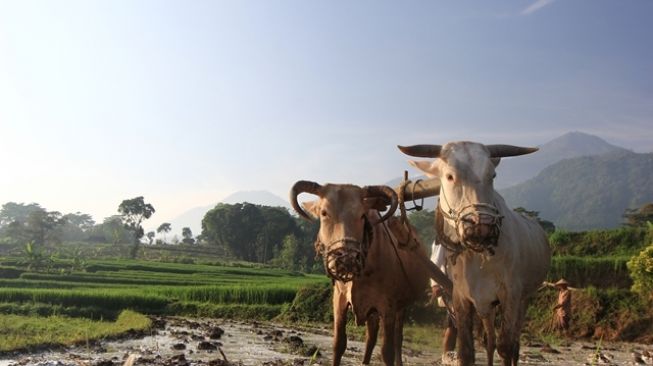 Ilustrasi membajak sawah. (Dok : Galeri Gunung Api Purba)